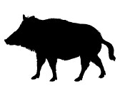 lsanglier090800010